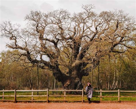 major oak sherwood forest facts  ultimate guide