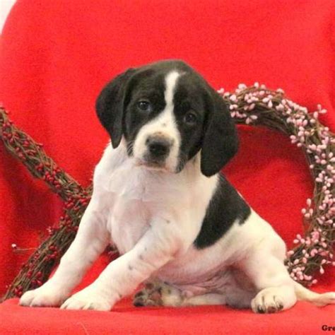 german shorthaired pointer mix puppies  sale greenfield puppies