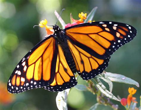 Campus Butterfly Nursery Aims To Help Save The Monarch