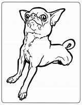 Chihuahua Coloring4free Chihuahuas 1593 Bestcoloringpagesforkids sketch template