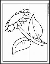 Sunflower Coloring Big Pages sketch template
