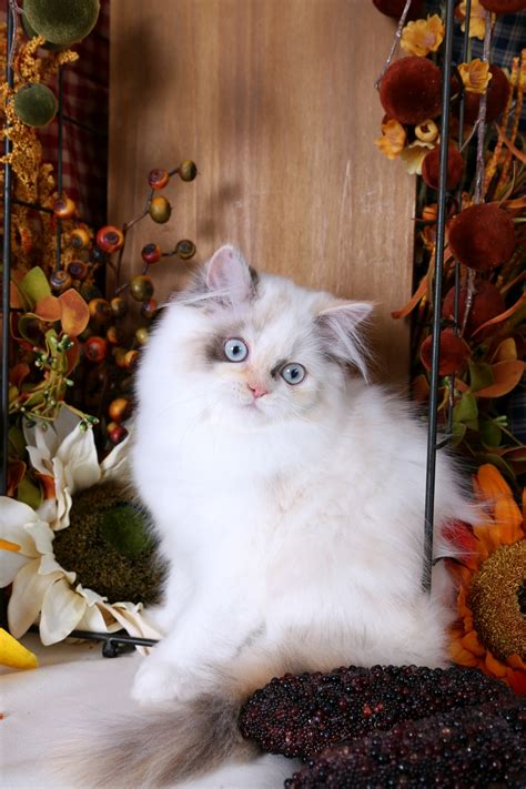 kind  rare luxury persian kittens  salepersian kittens
