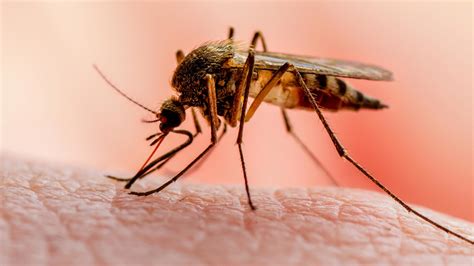 africa urgently    malaria  guardian nigeria news