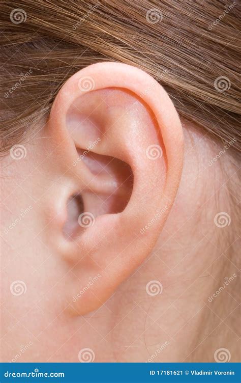 human ear stock image image