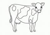 Coloring Domestic Animals Cow Drawing Pages Animal Farm Complexion Kids Colour Color Getdrawings Choose Board sketch template