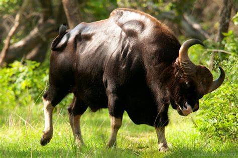 wild animal gaur picture desicommentscom