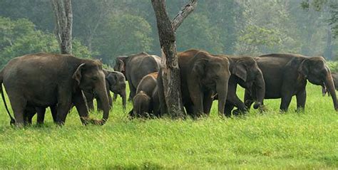 asian elephants international elephant foundation