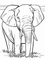 Elephant Coloring Pages Kids Color Print Book Drawing Animal Face African Colouring Drawings Pic Adults sketch template