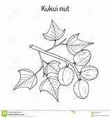 Kukui Medicinal Candlenut Aleurites Botanical sketch template