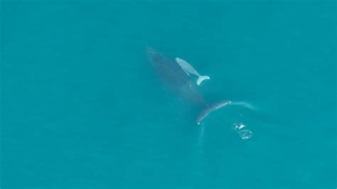 extremely rare albino whale calf caught on camera