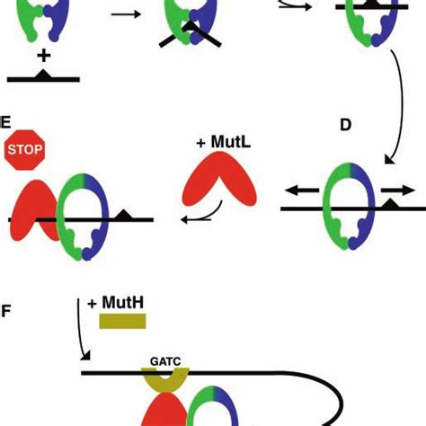 interaction  muts  mutl   mismatch  model    scientific diagram