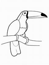 Toucan sketch template