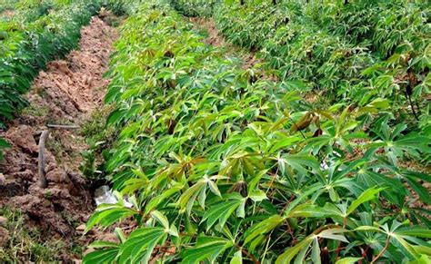 kampung labasan tropical resort cassava cultivation