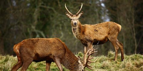 controversial deer cull carried   broad daylight