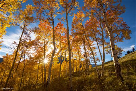 aspen sunstar gunnison national forest colorado dave showalter nature photography