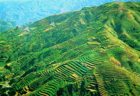 Banaue Rice Terraces Philippines Traveller Group