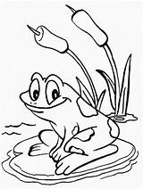 Coloring Frosch Tulamama Frogs Teich Malvorlagen Jump Colorluna Coloringfolder sketch template