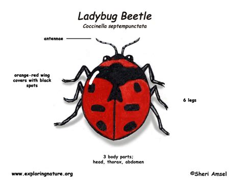 ladybug beetle ladybug
