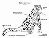 Leopard Snow Coloring sketch template