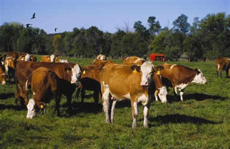 oferte afaceri agricole vindem vaci de rasa  rate
