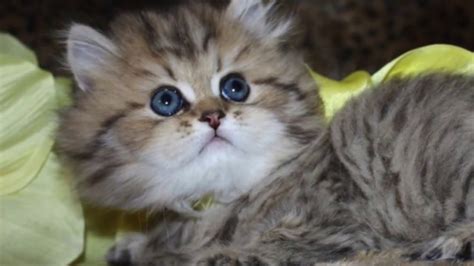 persian kitten grow golden teacup persian kittens  sale  catscreationcom youtube