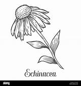 Echinacea Coneflower Medicinal Herb Alamy Ayurvedic Drawn Pallida Botanical sketch template