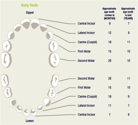 infants ireatment   teddy teeth  exclusive paediatrics
