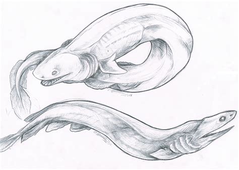 prehistoric frilled shark drawing sketch coloring page