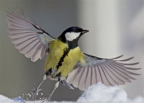 how city birds bold aggressive behaviour helps them rule