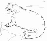 Seal Coloring Pages Elephant Harp Seals Leopard Southern Printable Drawing Color Clipart Getcolorings Sheet Getdrawings Popular sketch template