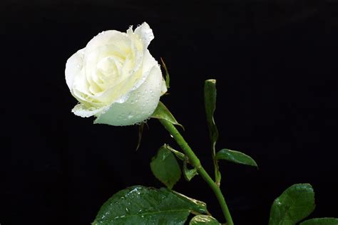 kumpulan gambar bunga mawar putih  cantik indahblog bunga