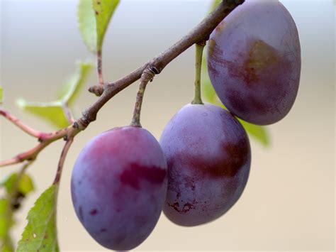 plums growing planting plums  farmers almanac