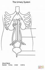 Urinary Worksheet Urinario Partes Aparato Dibujo Anatomy Reproductor Sin Masculino Excretory Cuerpo Aparatos Sistemas Sketchite Quinto sketch template