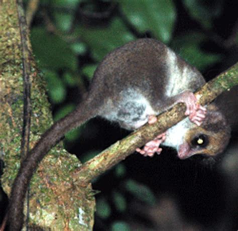 Hairy dwarf lemur