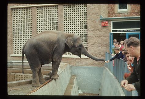 wendy  elephant bristol zoological gardens late  flickr