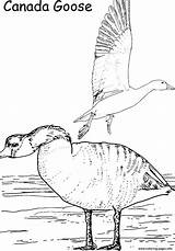 Printable Coloring Goose Canada Animal Pages sketch template