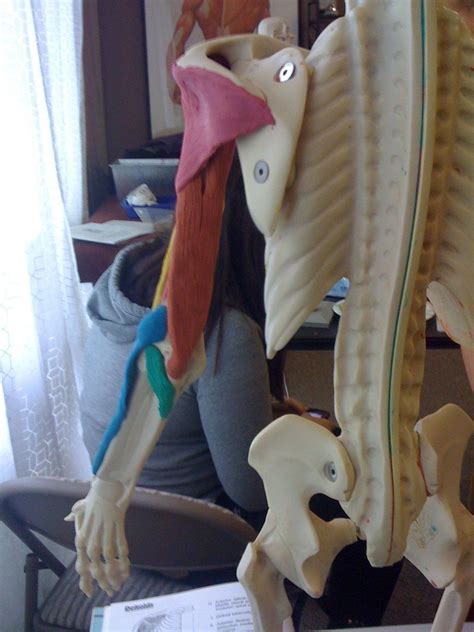 posterior upper arm maniken anatomy class best way ever to learn