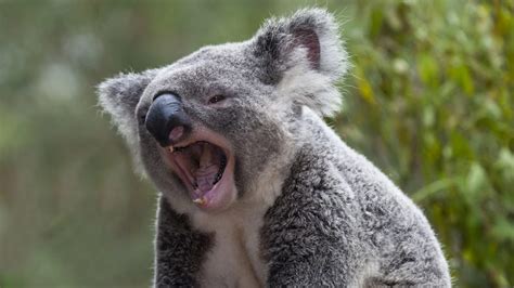 koalas sound   answer  disturb
