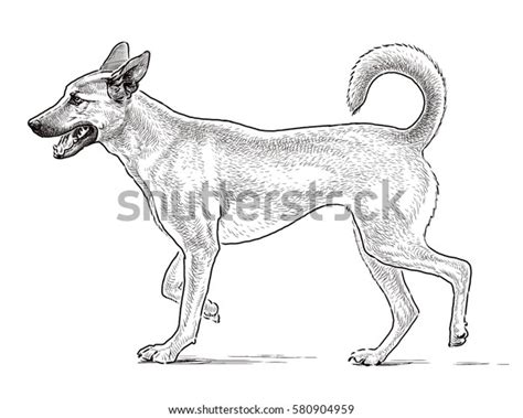 sketch guard dog stock illustration