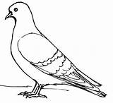 Pigeon Pigeons sketch template