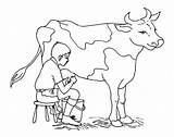 Cow Milking Coloring Pages Dairy Drawing Boy Drawings Sketch Pic Color Kids Calf Silhouette Angus Animals Cattle Printable Getdrawings Search sketch template