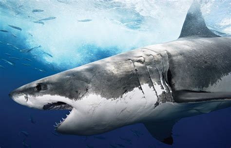 animals fish sea shark wallpapers hd desktop  mobile backgrounds