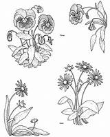 Dover Publications Flower Coloring Doverpublications Designs Pages Doodles Treasury Floral Patterns Welcome Drawing Embroidery Flowers Pansies Craftsmen Embroiderers Artists sketch template