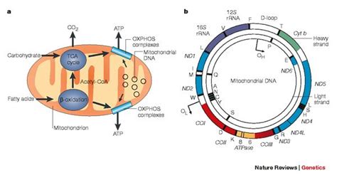 figure 1 mitochondrial dna mutations in human disease nature