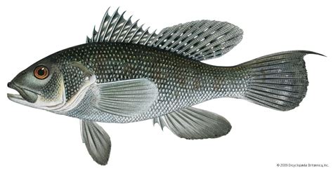 sea bass types nutrition habitat britannica