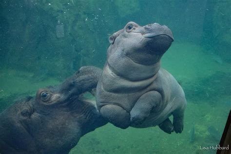 psbattle  happy hippo photoshopbattles