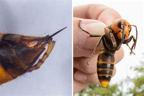 Just A Matter Of Time Experts Say Killer Giant Hornets Headed For