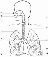 Respiratory sketch template