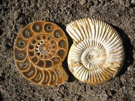fossil   photo  freeimages