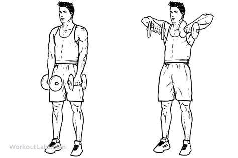 Upright Dumbbell Row Illustrated Exercise Guide Workoutlabs
